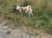 4 month old american akita