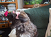Papillon x Toy poodle x 2 females