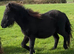 Yearling Standard Shetland Gelding