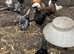 Polish hatching eggs for sale