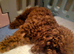 Asian Poodle Male for sale