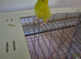 Parrotlet in Batley