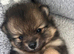Ready next week! Beautiful puppies