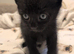Male jet black kitten 6 weeks