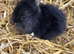 Rabbits