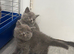 Outstanding lilac British shorthair