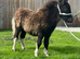 Miniature Shetland colt foal SHOW RING POTENTIAL