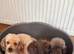 Kc reg gorgeous miniature poodles