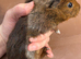 Female baby Guinea pig