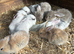 Rabbits for sale all male