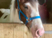 Lovely big yearling gelding