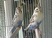 Budgies
