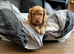 Working cocker spaniel