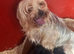 Beautiful Yorkshire Terrier puppies available now.