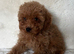 F1bb toy cockapoo puppies 2 left ready to leave