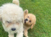 Beautiful poochon puppies