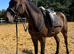 Chunky Irish bred filly