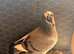 Young birds for sale