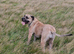 muscle mastiff puppies