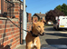 Whippet X Bull Greyhound