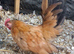 Young Serama cockerels and fertile eggs