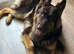 KC Registered Liver & tan stud