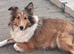 Shetland sheepdog girl