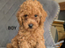Fox red toy poodles KC reg Only boy left now