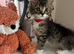 British Longhair Kittens