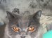 Loving bsh female