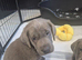 Silver Labrador pups
