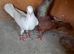 Pair of pigeons