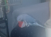 11 month old blue Indian ringneck NO CAGE £150