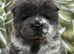 4 chow chow pups for sale