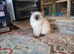 Female ragdoll kitten