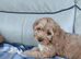 Cavapoo puppies for sale