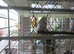 BEAUTIFUL EXHIBITION BUDGIES
