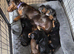 Miniture dachshund Puppies for sale