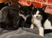 1MALE 1FEMALE KITTENS READY NOW