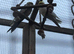 Adorable Cockatiels for sale and cages