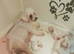 Cilla and Alfie have had puppies