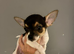 Full Chihuahuas