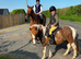 6 year old Dartmoor hill pony