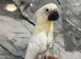 Handreared Friendly Super Tame Cuddly Umbrella Cockatoo Parrot,19