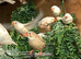 Beautiful Zebra finches for sale this year hatchlings