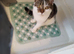 British Short Hair Maine coone cross kitten