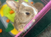 Beautiful Netherland dwarfand mini rex X mini lop babies