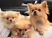 2 Pomeranian for sale