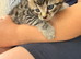 2 beautiful fluffy kittens male and female