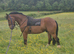 Shire cob gelding heavy horse part loan